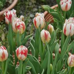 japan_tulips_028