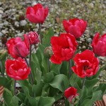japan_tulips_031