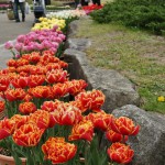 japan_tulips_038