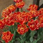 japan_tulips_045