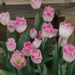japan_tulips_046