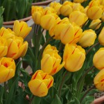 japan_tulips_049