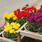 japan_tulips_052