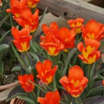 japan_tulips_053