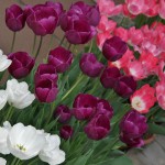 japan_tulips_072