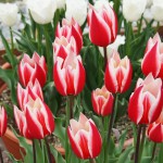 japan_tulips_074