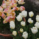 japan_tulips_082