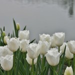 japan_tulips_084