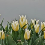 japan_tulips_085