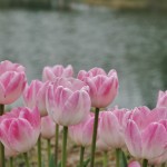 japan_tulips_086