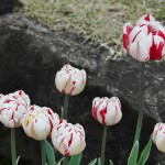 japan_tulips_087