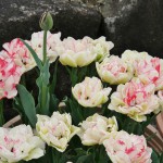 japan_tulips_088
