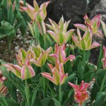 japan_tulips_089