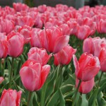 japan_tulips_096