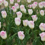 japan_tulips_098