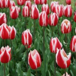 japan_tulips_099