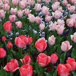 japan_tulips_100