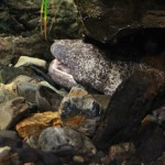 Пасть открыл и глазки видны (по крайней мере, левый). Это "Японская исполинская саламандра", она же "Japanese giant salamander", она же "Andrias japonicus" - японский эндемик и один из самых крупных видов саламандр в мире. Может достигать полутора метров длиной и 25 кг весом. Конкретно эта животина в аквариуме была обнаружена прошлым летом на берегу Камо-гавы в черте города. Предполагают, что ее смыло сильными дождями с привычного места жительства много выше по течению реки. Животину переселили в персональный аквариум, где за ней ухаживают