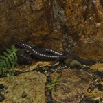 Все виды саламандр, вне зависимости от размеров, предпочитают жить в чистой проточной воде. В каком-то плане наличие этих зверушек в реке может служить наглядным показателем качества и чистоты воды
